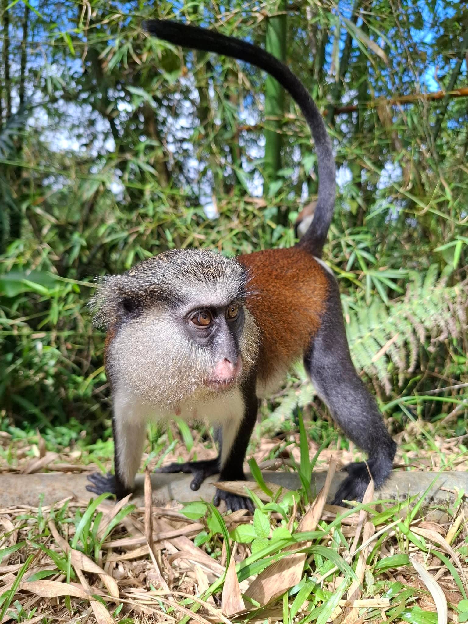 A monkey with a grey face and a reddish-brown back walking through tropical greenery, its tail curled high.